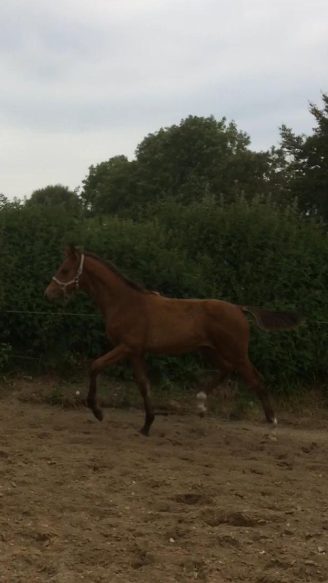 Dansk Varmblod Alphahit billede 18