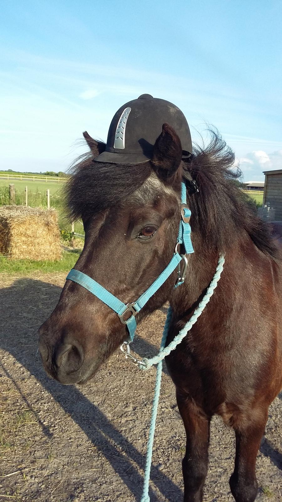 Islænder Hóvie efterskole hest (tidligere part) billede 9