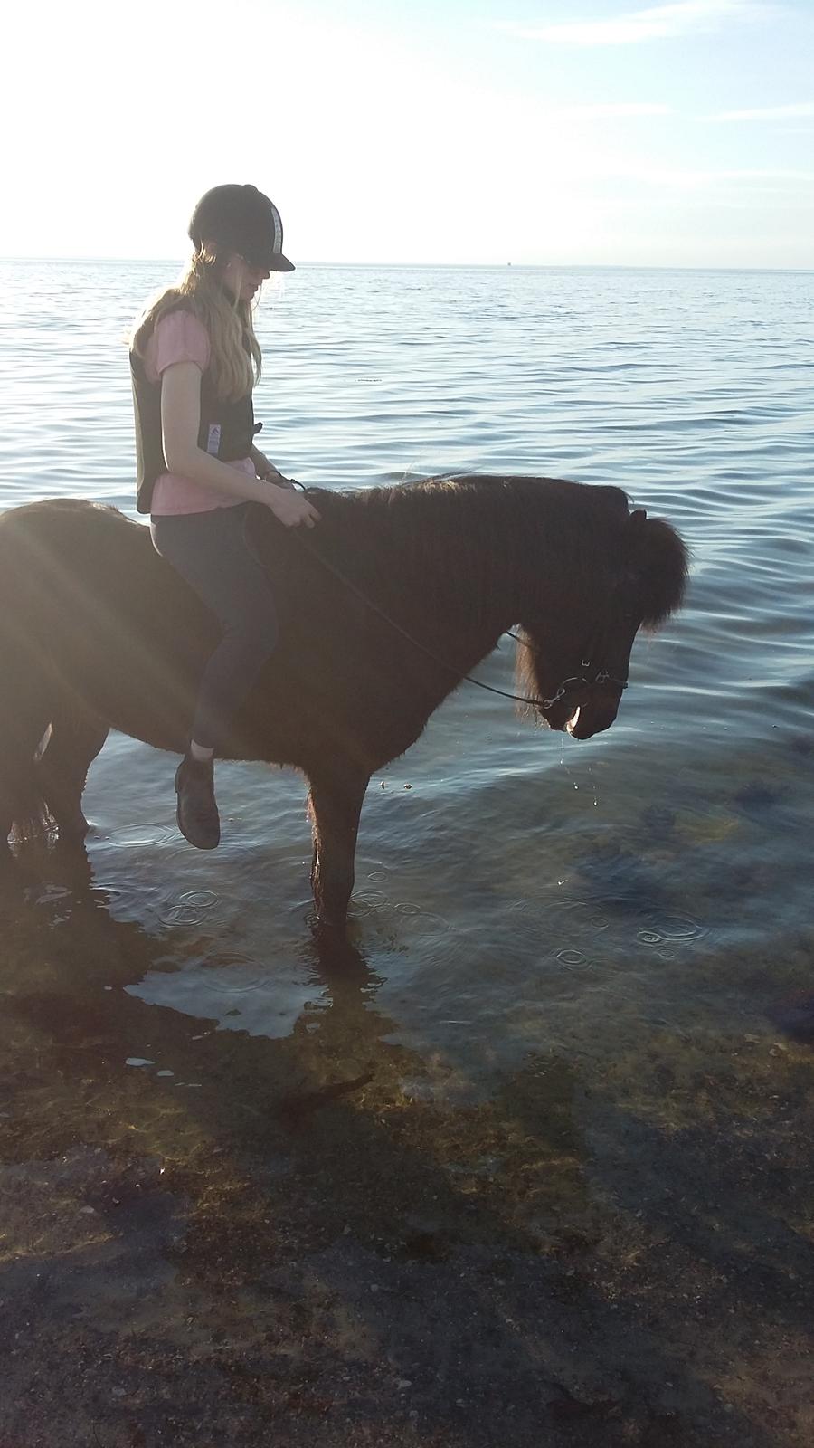 Islænder Hóvie efterskole hest (tidligere part) billede 10