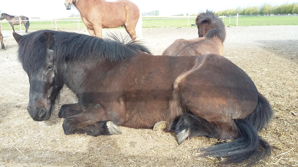Islænder Hóvie efterskole hest (tidligere part) billede 11