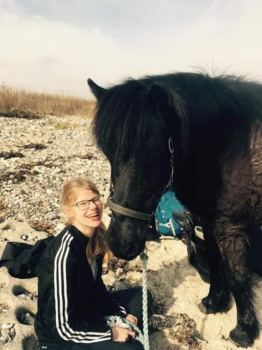 Islænder Hóvie efterskole hest (tidligere part) billede 12