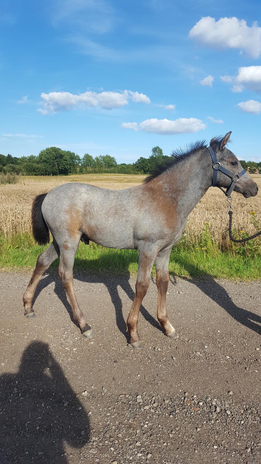 New Forest Harbogaards Cody billede 1