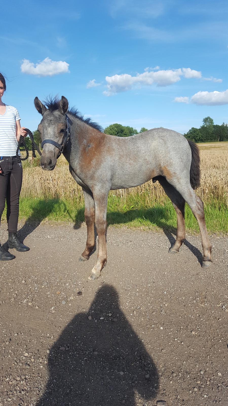 New Forest Harbogaards Cody billede 4