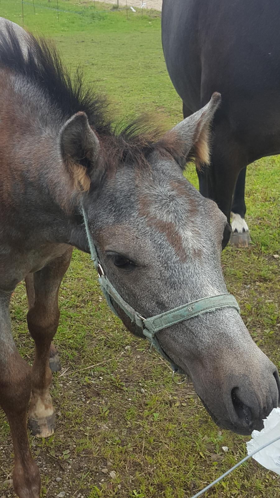 New Forest Harbogaards Cody billede 2