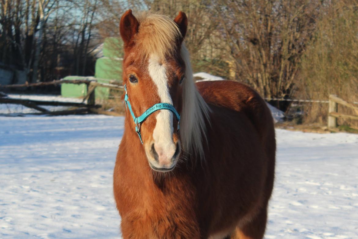 Islænder Reimar fra Skovvang - ‘’Perhaps they are not stars, but rather openings in the heaven where the love of our lost ones pours trough and shines down upon us to let us know they are happy.’’ <3 billede 39