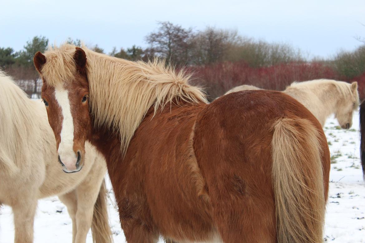 Islænder Reimar fra Skovvang - ‘’Let a horse whisper in your ear and breathe on your heart, you will never regret it.’’ <3 billede 18