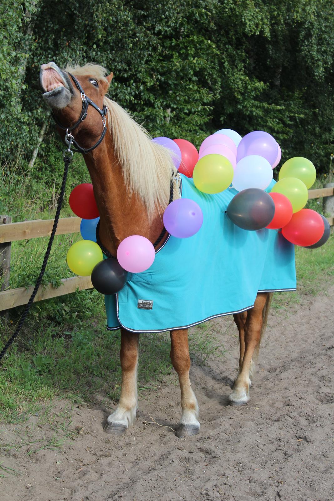 Islænder Reimar fra Skovvang - Min seje reje. <3 billede 43