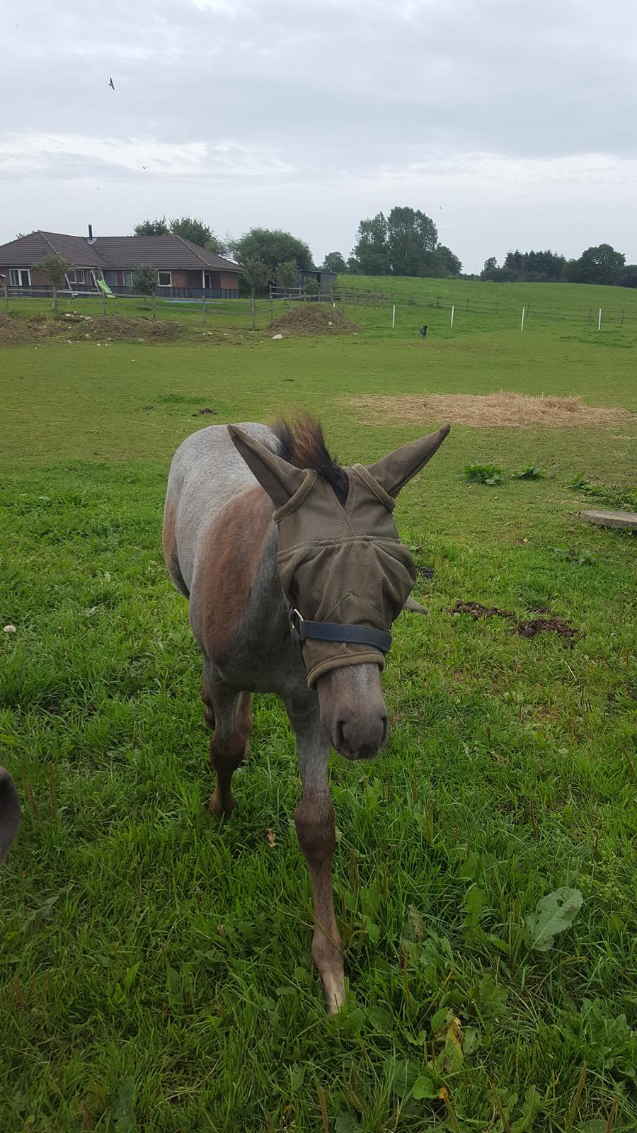 New Forest Harbogaards Cody billede 3