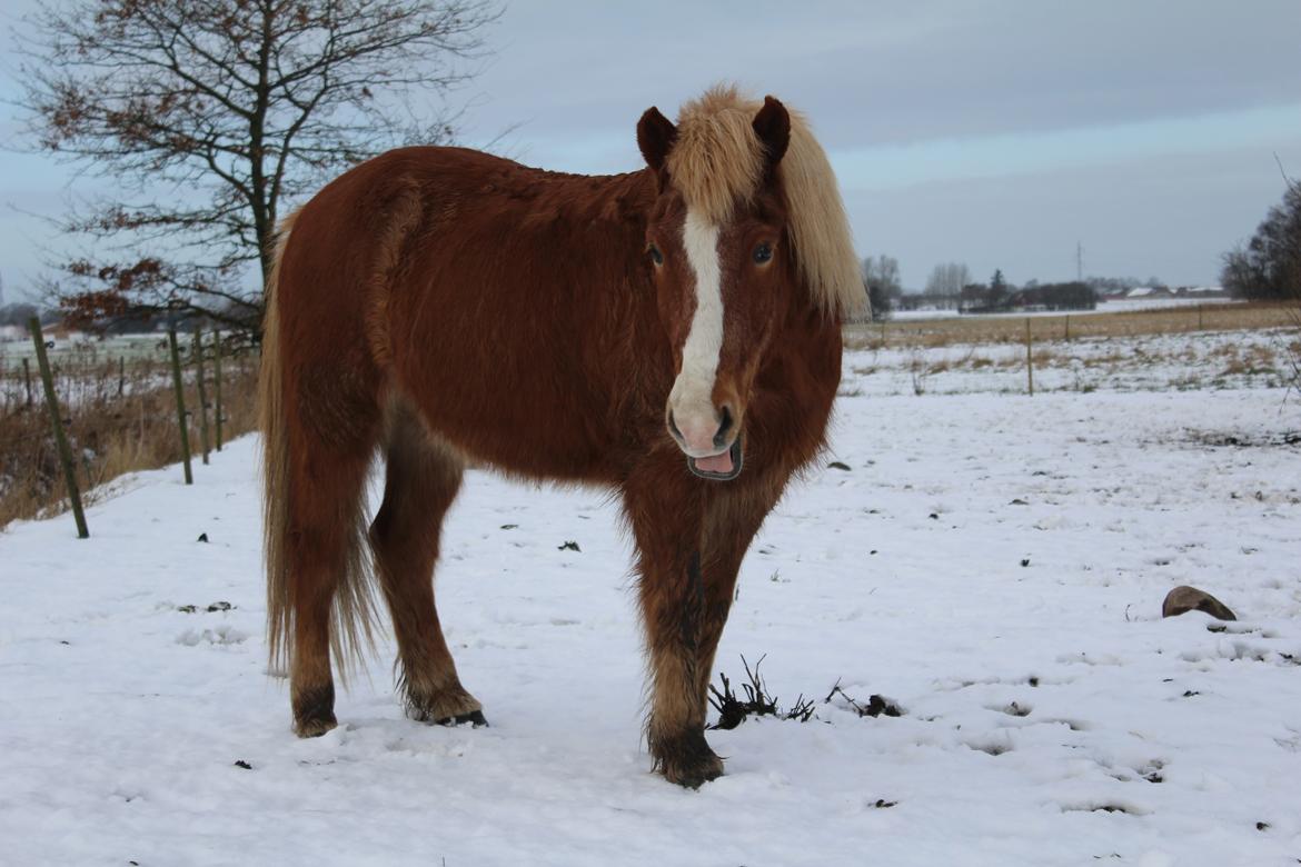 Islænder Reimar fra Skovvang - Min egen isbamse. <3 billede 46