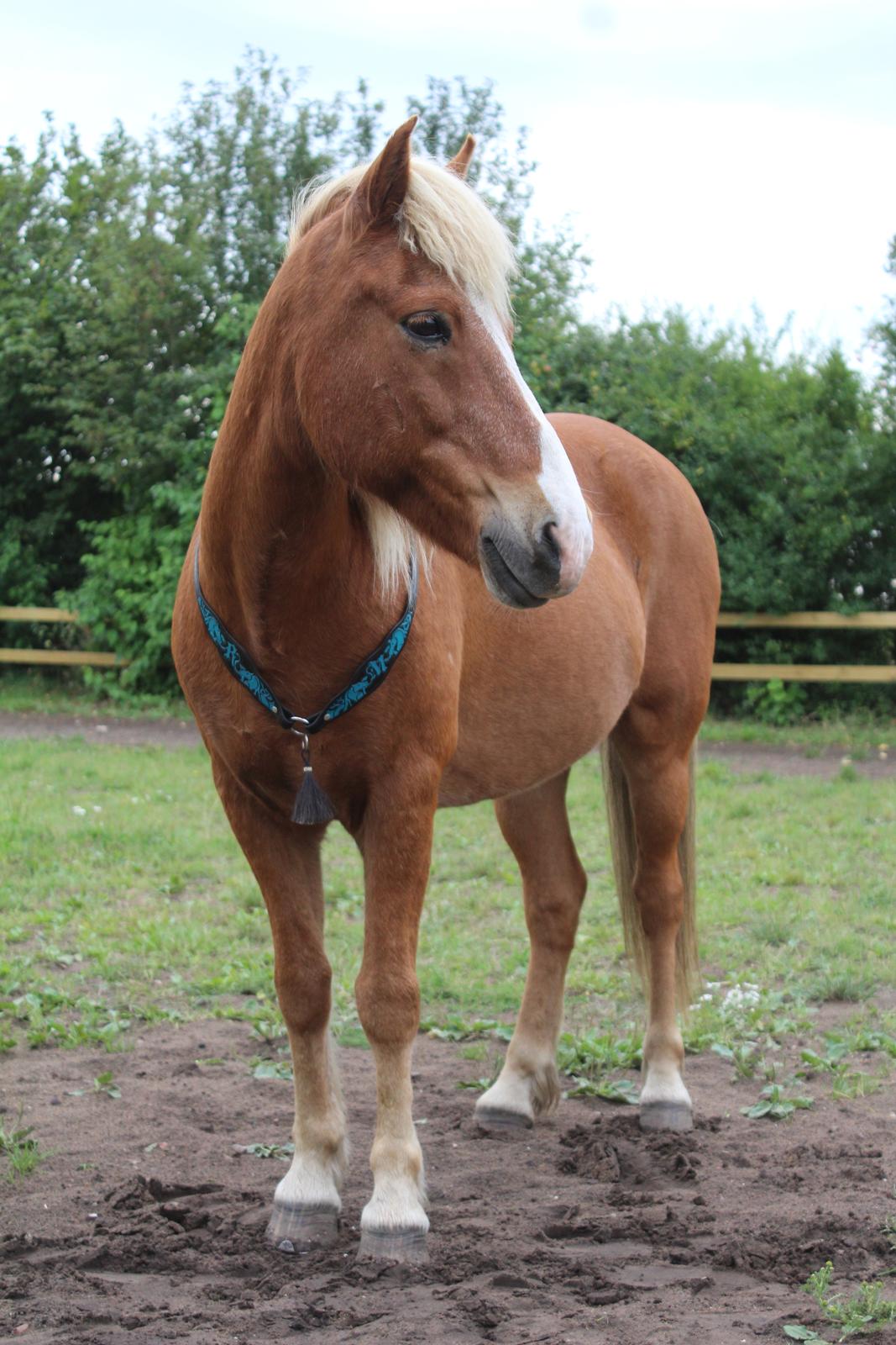 Islænder Reimar fra Skovvang - You´re my favorite hero. <3 billede 44