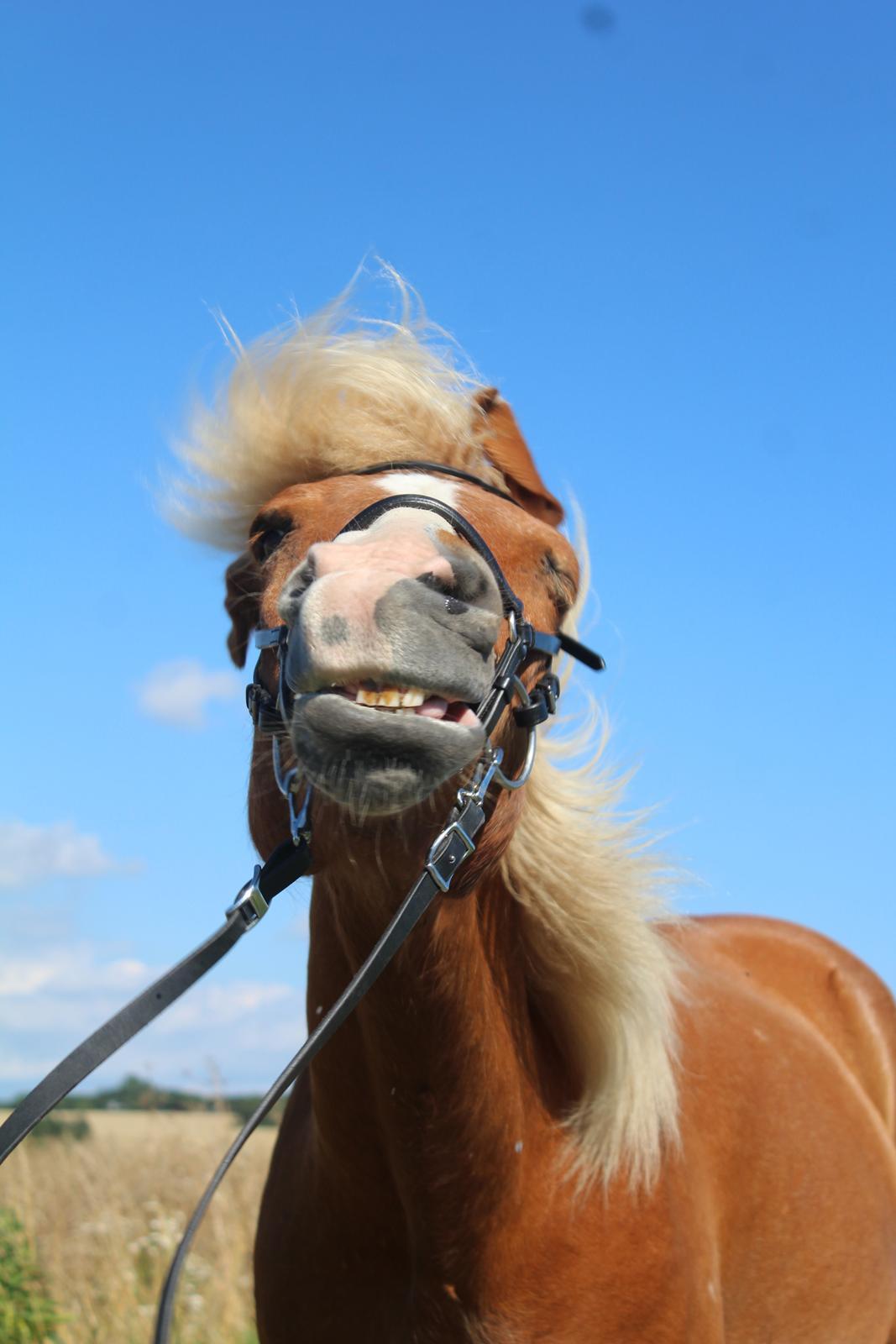 Islænder Reimar fra Skovvang - Cutiepie. <3  billede 49