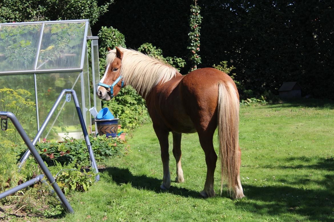 Islænder Reimar fra Skovvang - Reimar hjemme hos mig til min 17 års fødselsdag. <3 billede 50