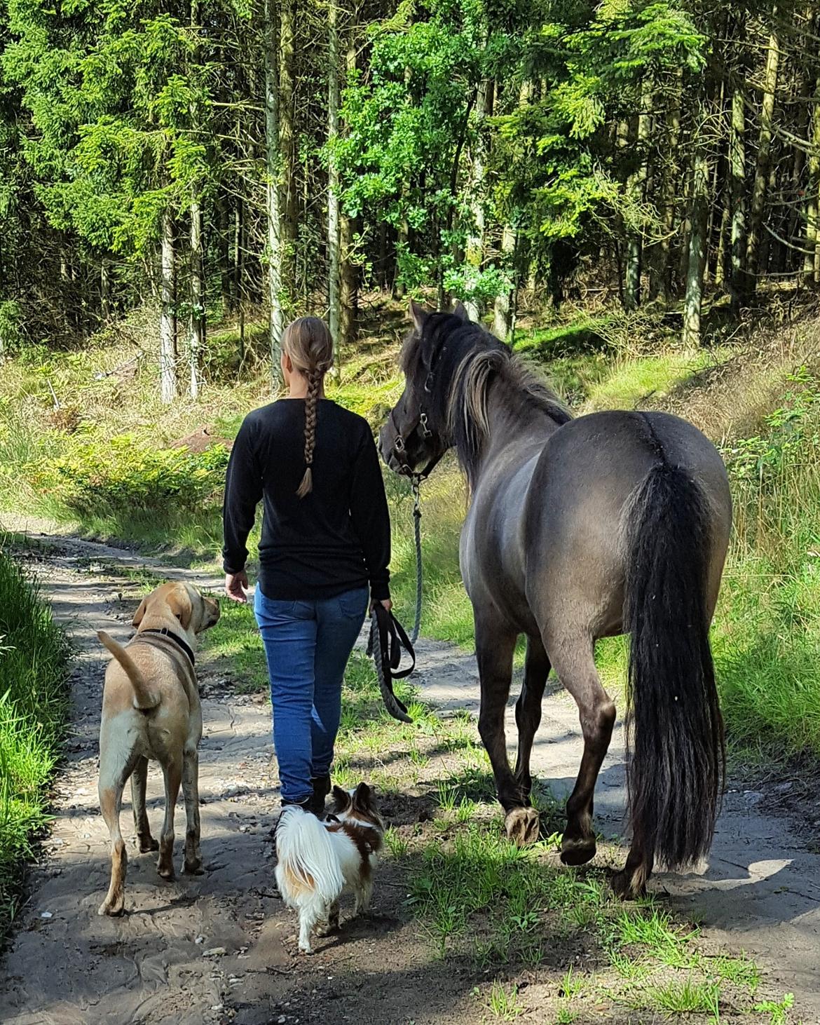 Islænder Sif frá Skarholt - 19/8-17 billede 17