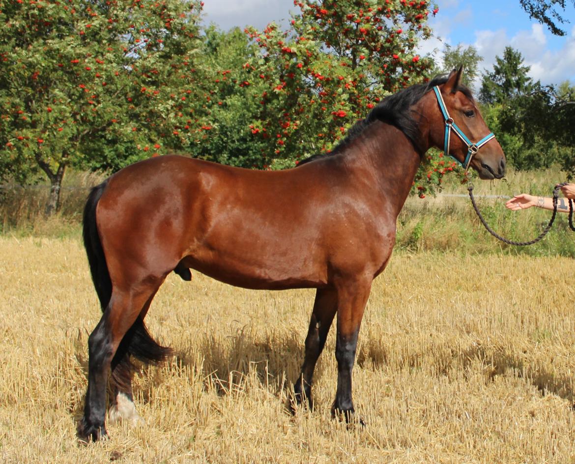 Barockpferd Præstegårds Zeus billede 6