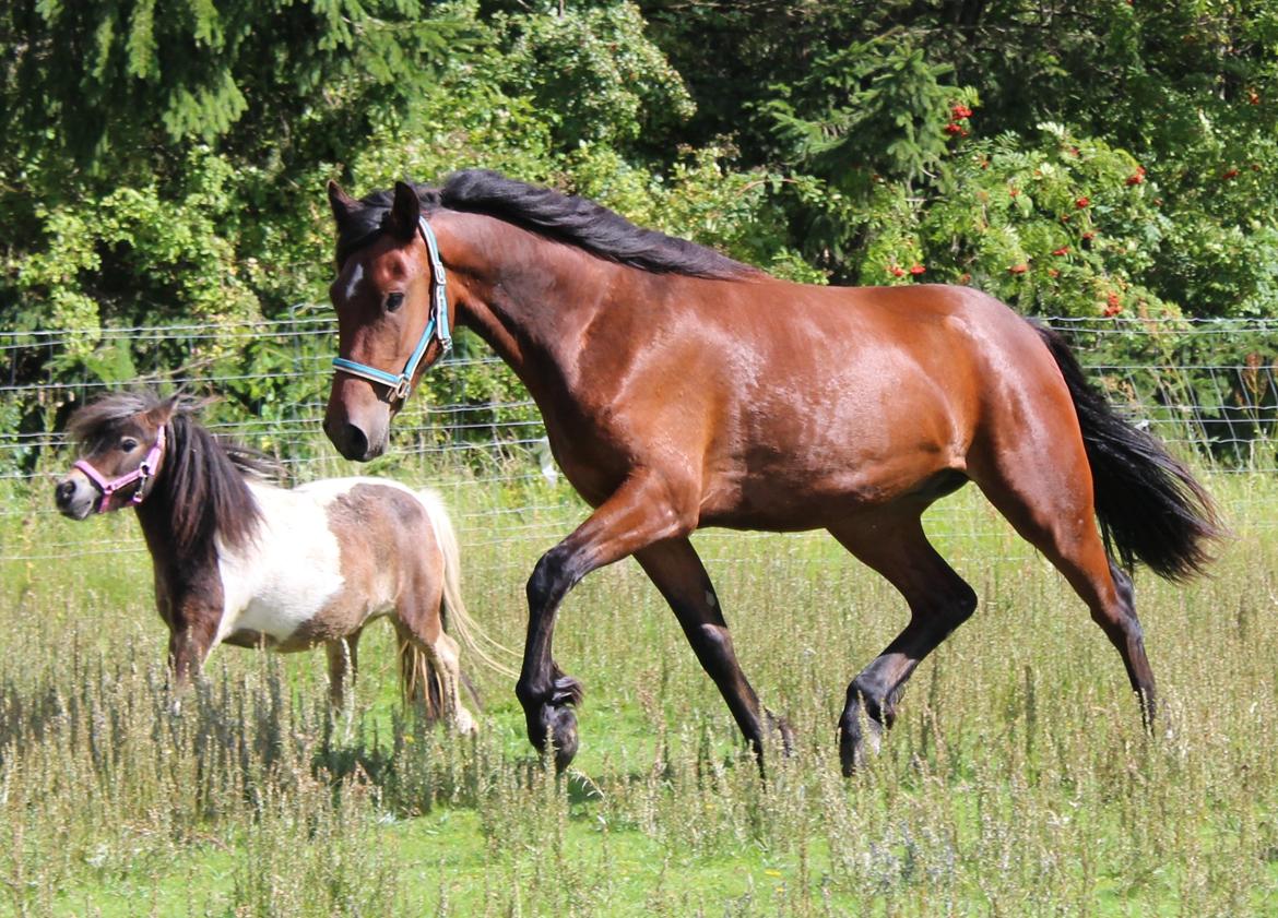 Barockpferd Præstegårds Zeus billede 7