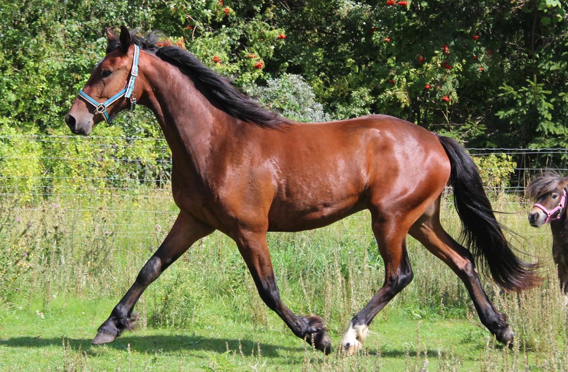 Barockpferd Præstegårds Zeus billede 8