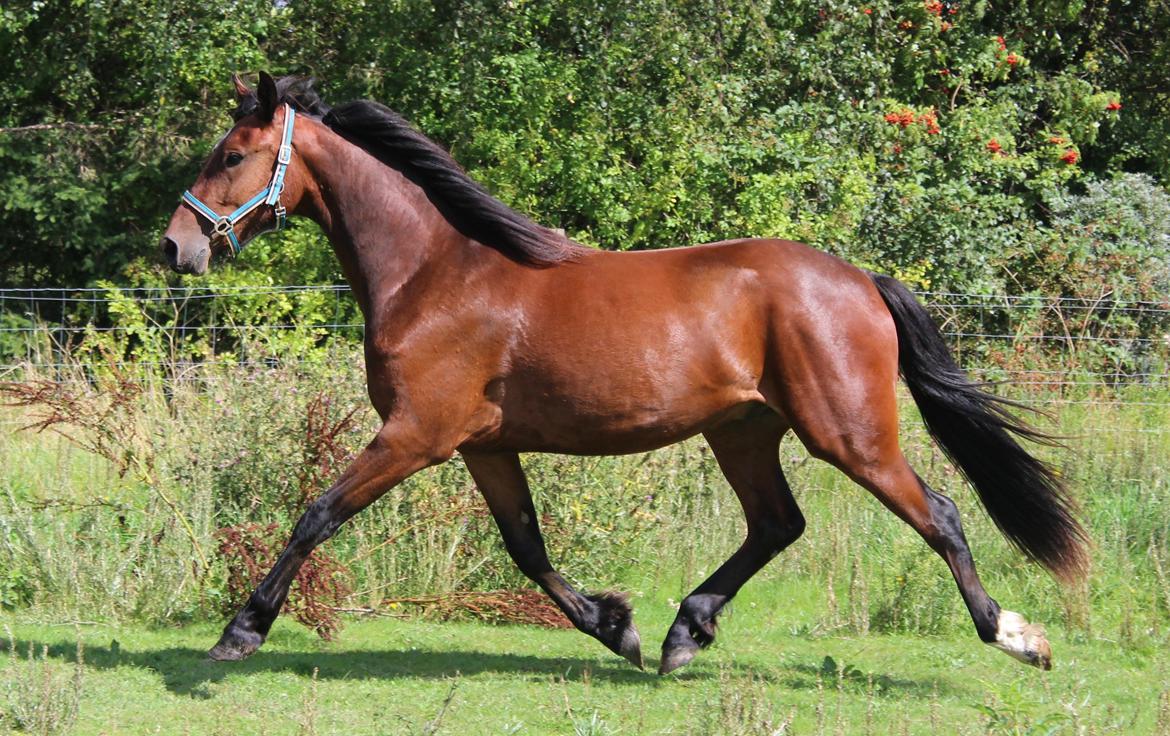 Barockpferd Præstegårds Zeus billede 9