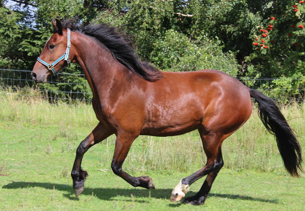 Barockpferd Præstegårds Zeus billede 10