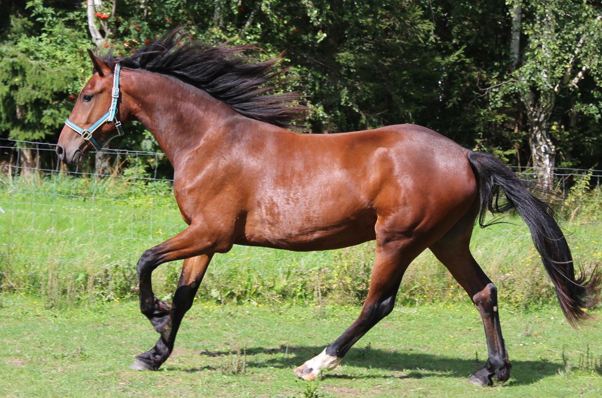 Barockpferd Præstegårds Zeus billede 1