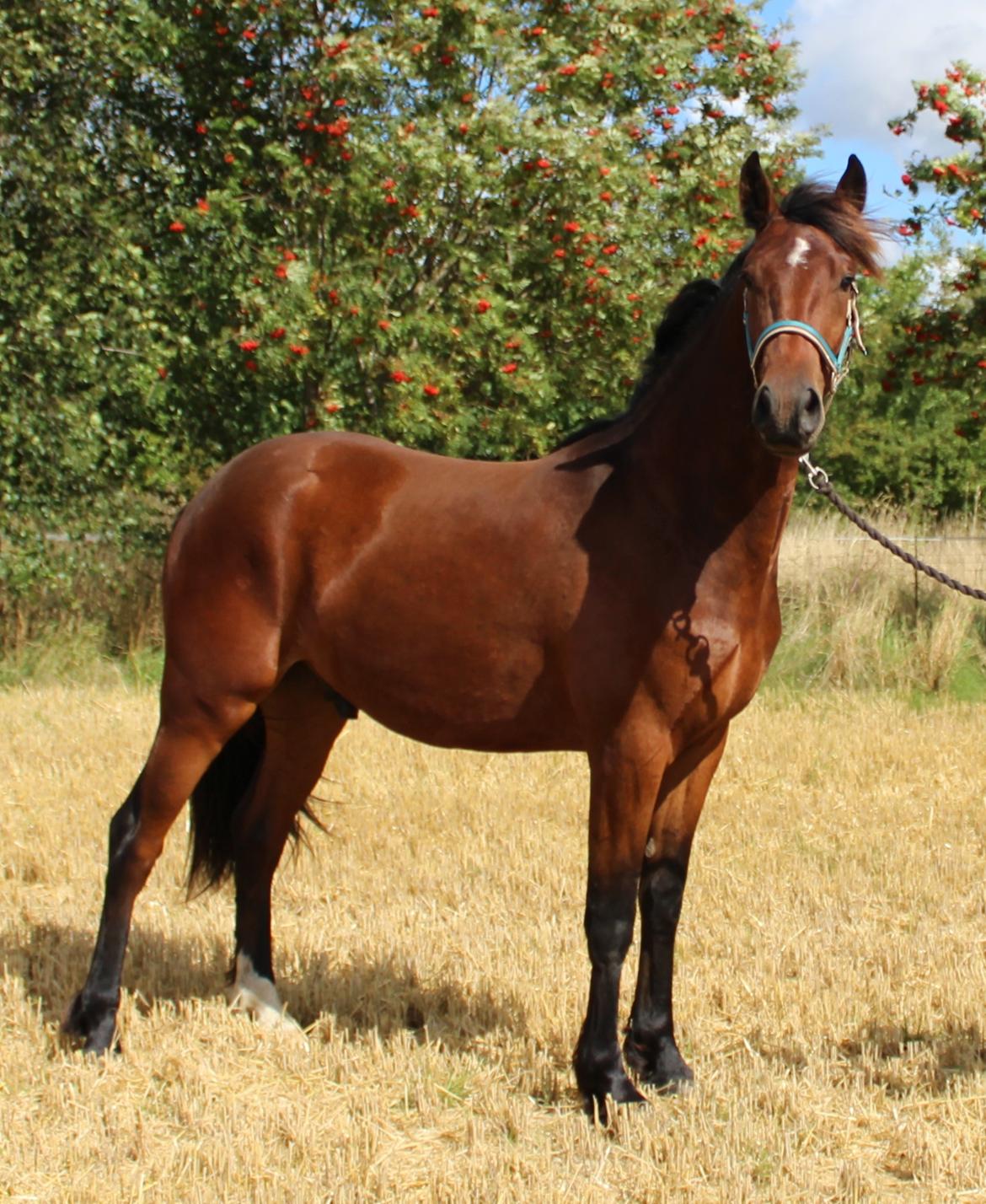 Barockpferd Præstegårds Zeus billede 5