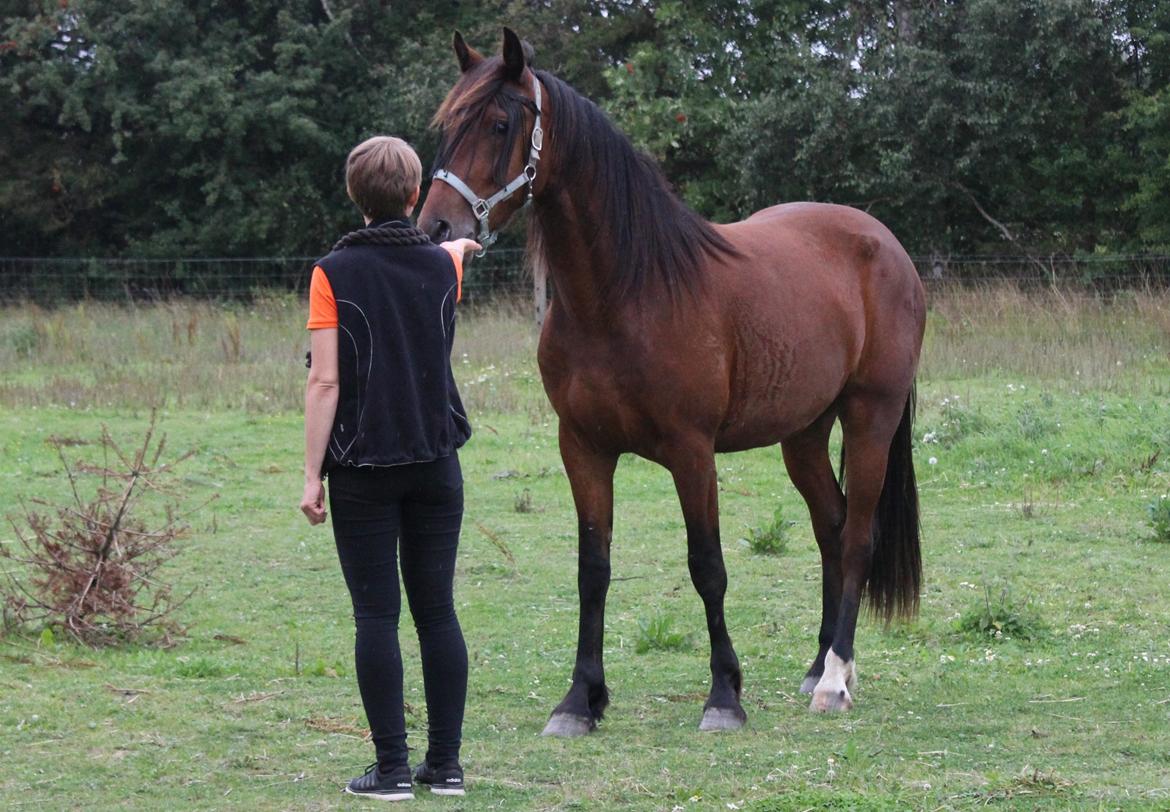 Barockpferd Præstegårds Zeus billede 11