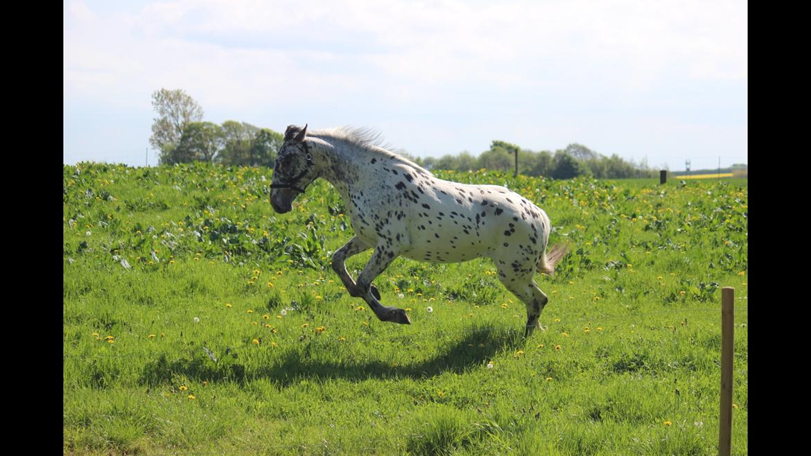 Knabstrupper - Viggo af Thyps - billede 3