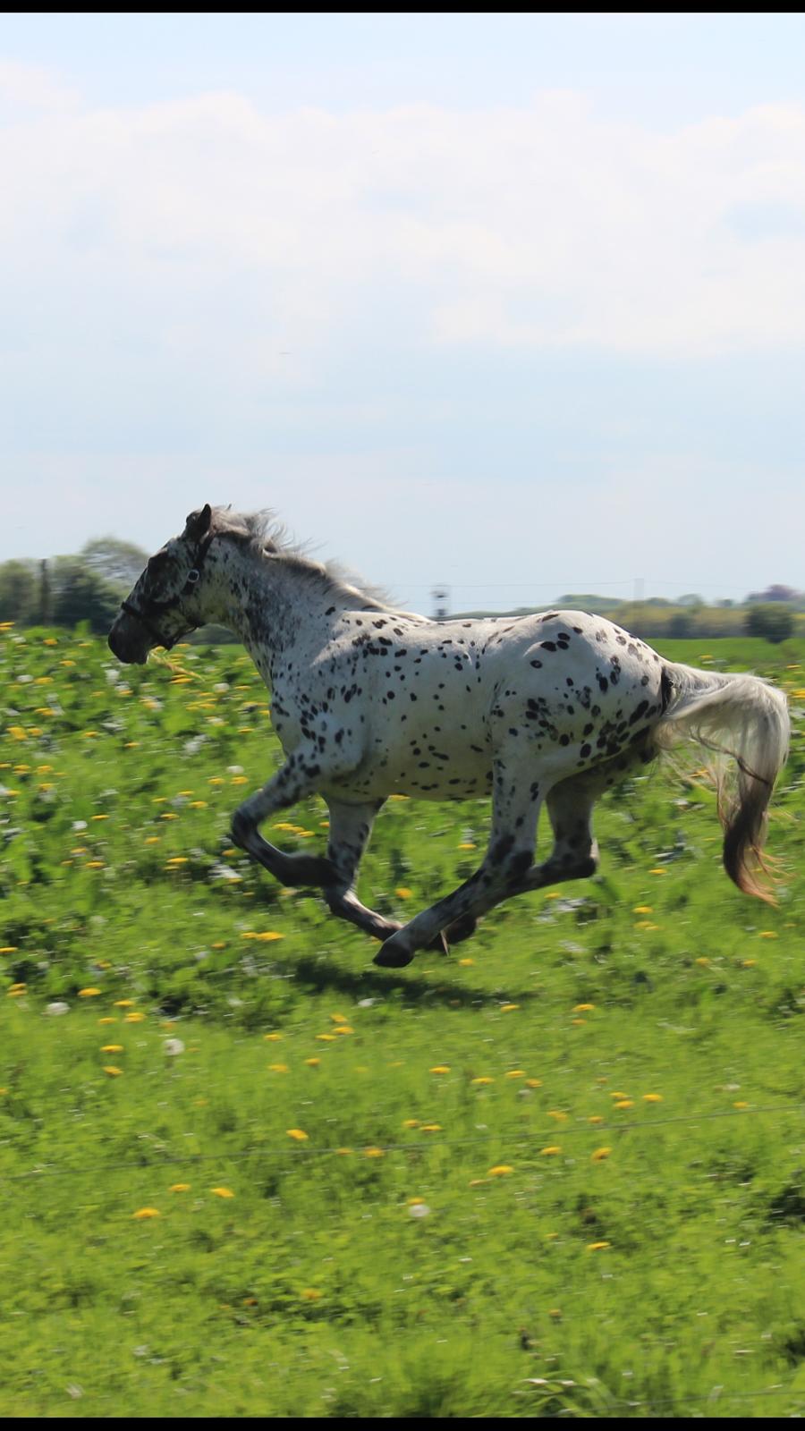 Knabstrupper - Viggo af Thyps - billede 2