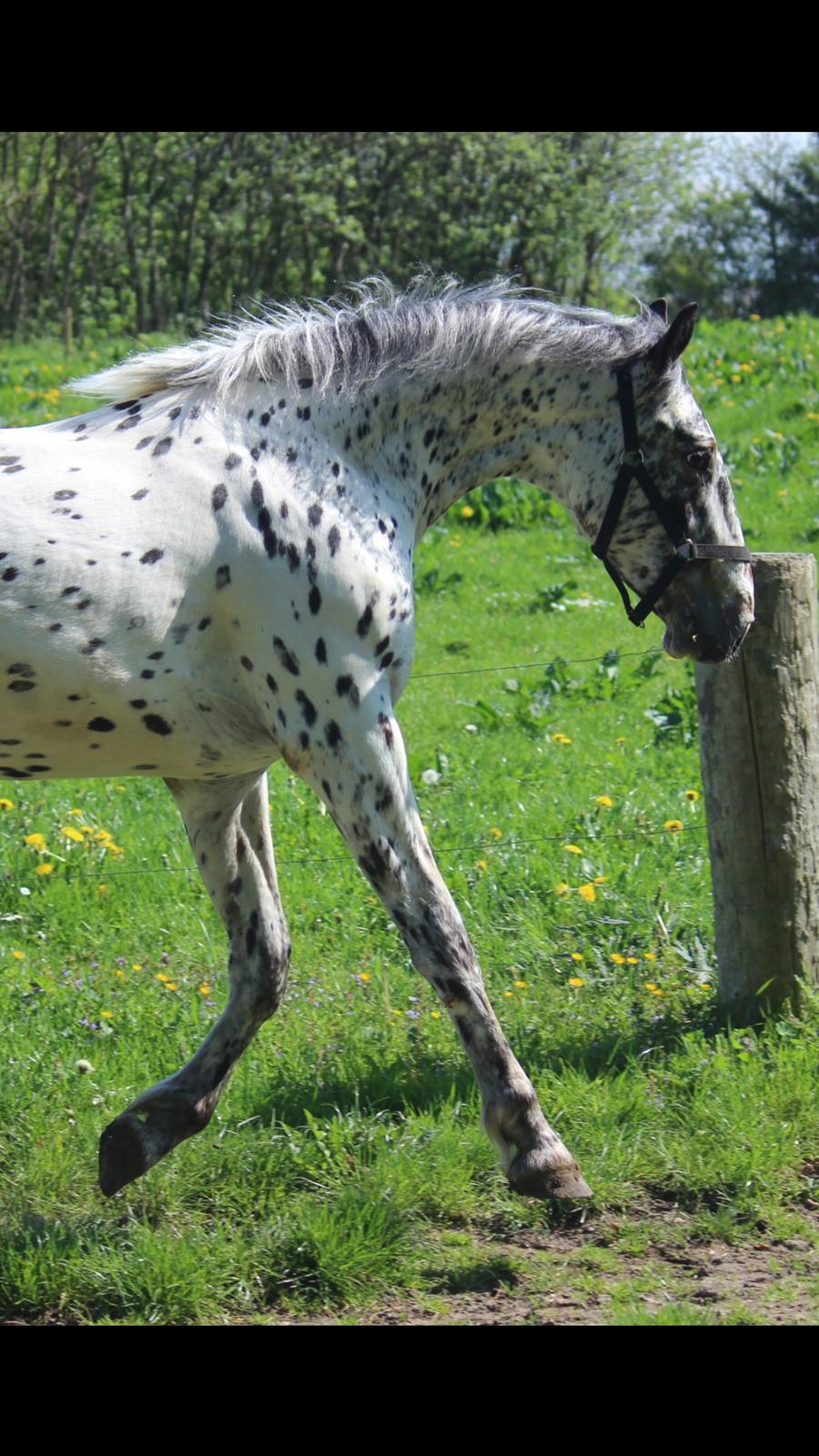 Knabstrupper - Viggo af Thyps - billede 1