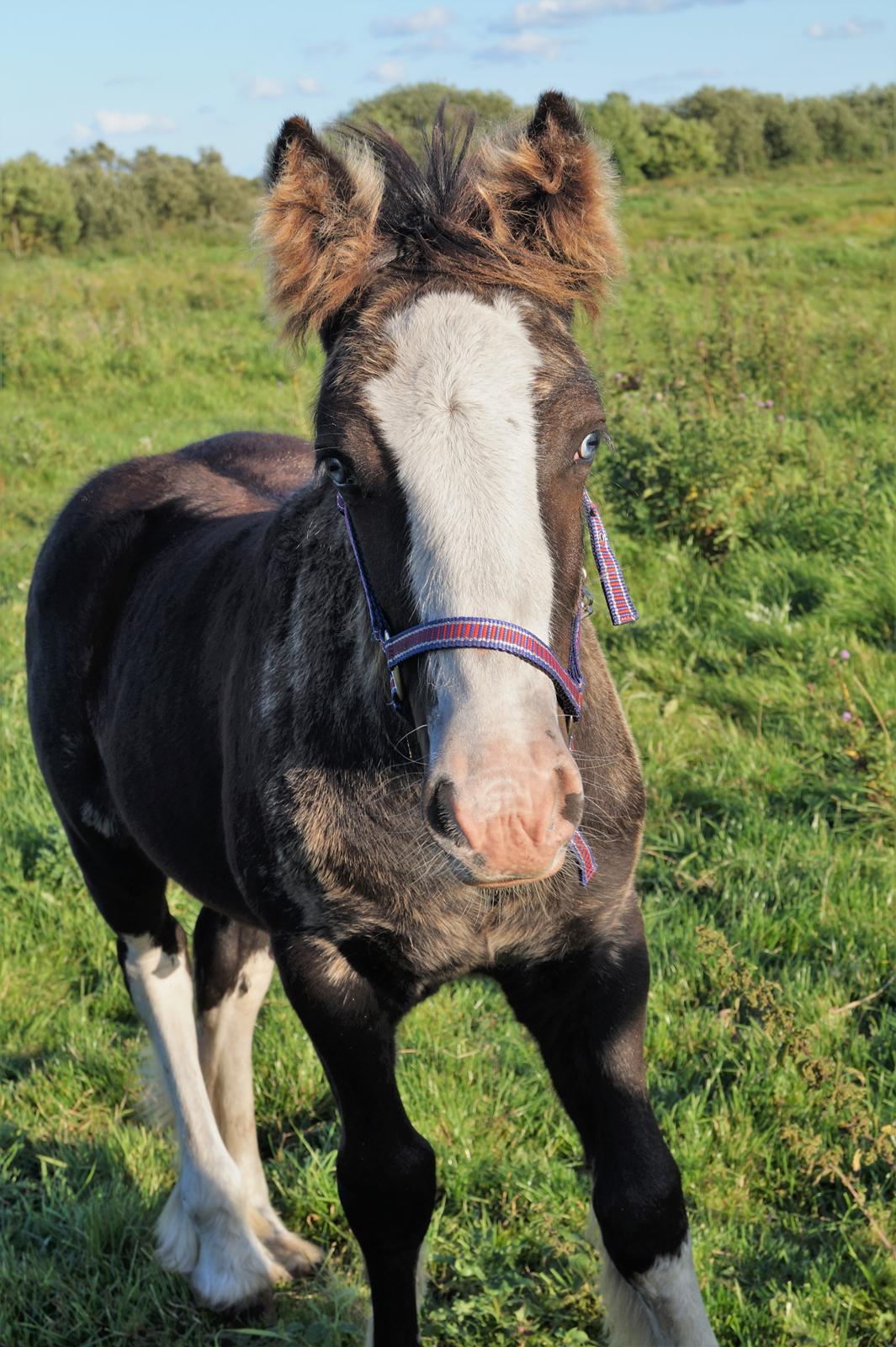 Irish Cob Stald Dalby's Tyrone billede 8