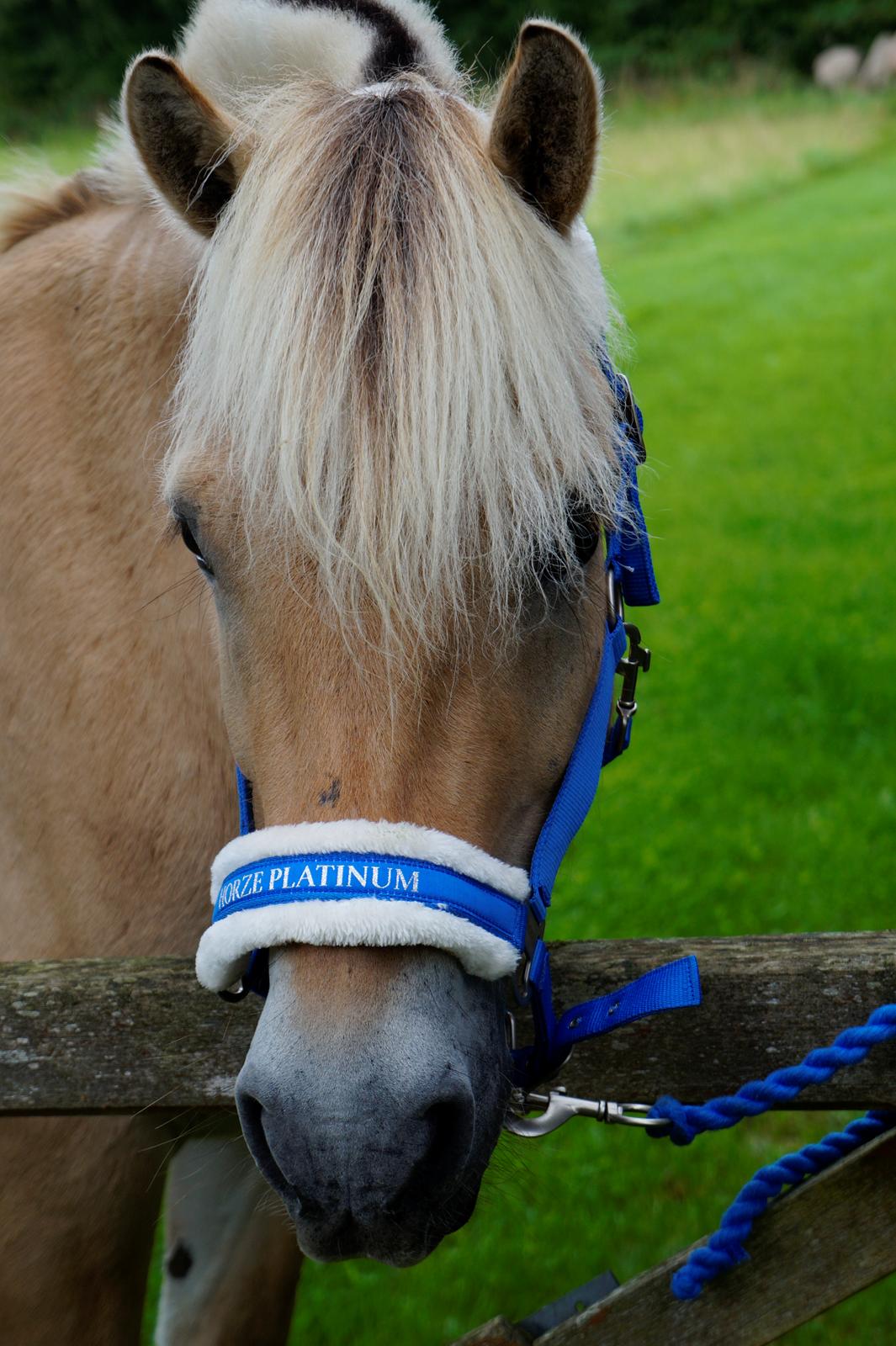 Fjordhest Grangårdens Cashmir - Babyface <3 billede 4