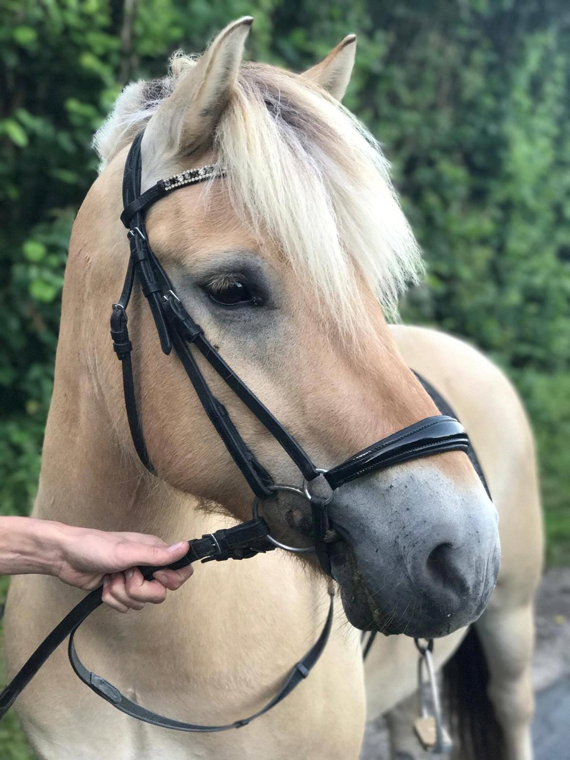 Fjordhest Grangårdens Cashmir - Smukke Cash på en gåtur. August 2017 billede 3