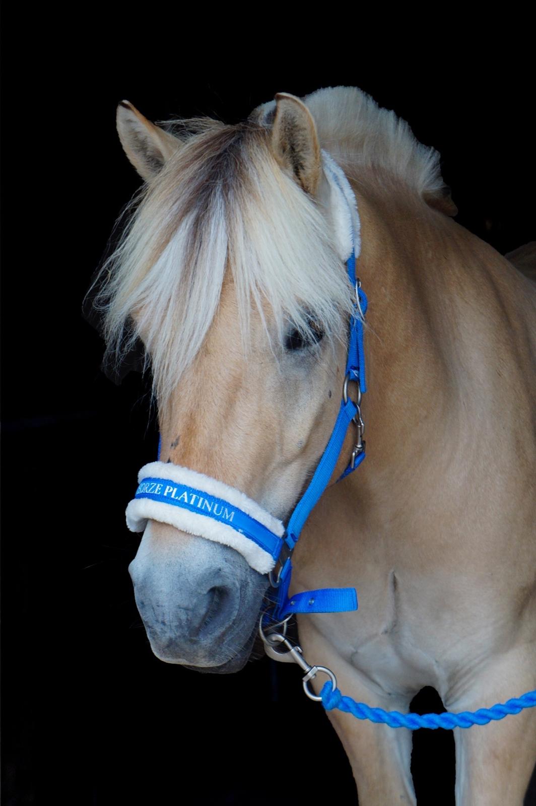 Fjordhest Grangårdens Cashmir - Sommeren 17' billede 2