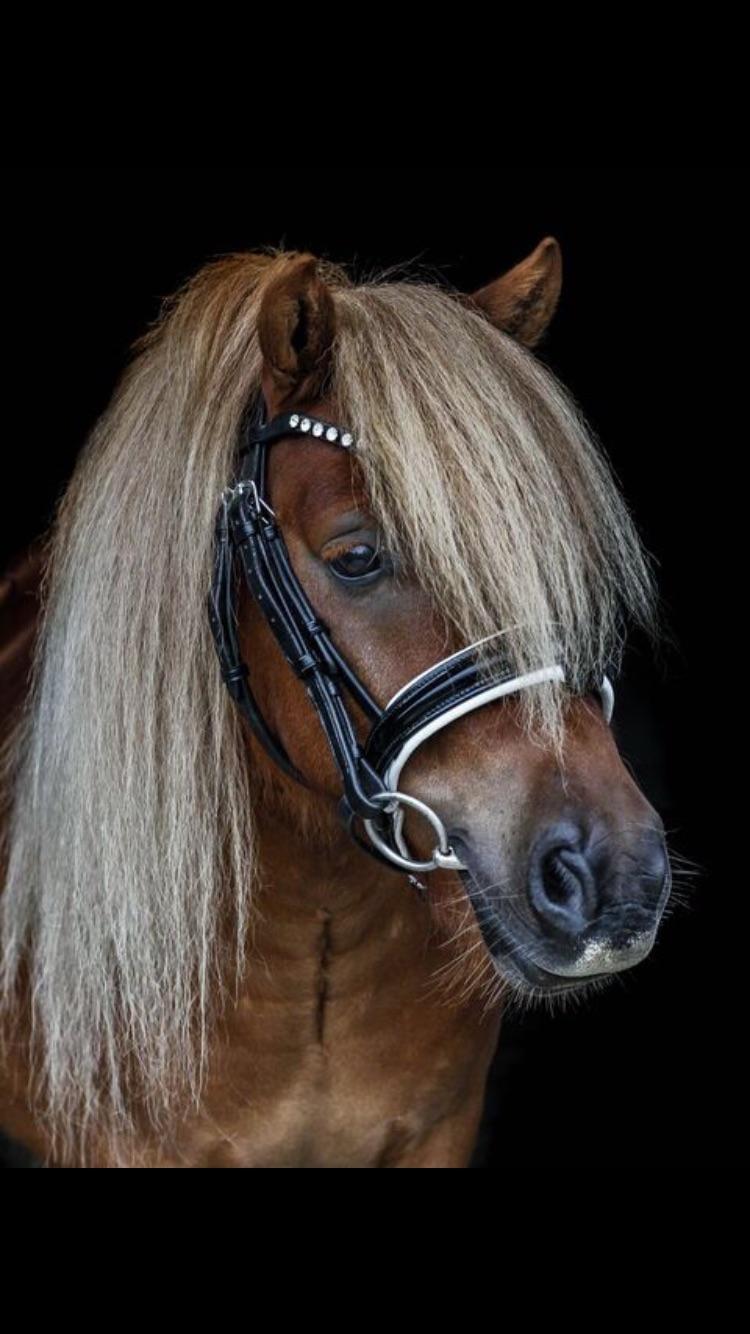 Shetlænder Thorshøjs Bondo billede 20