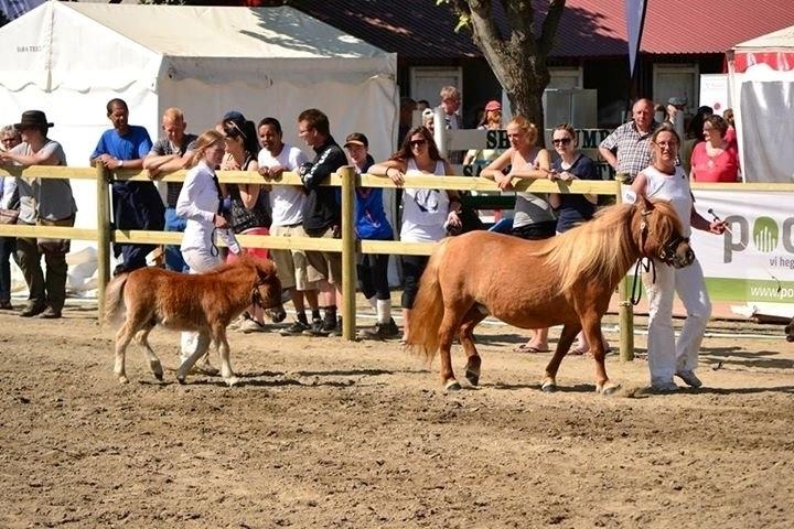 Shetlænder Thorshøjs Bondo billede 1