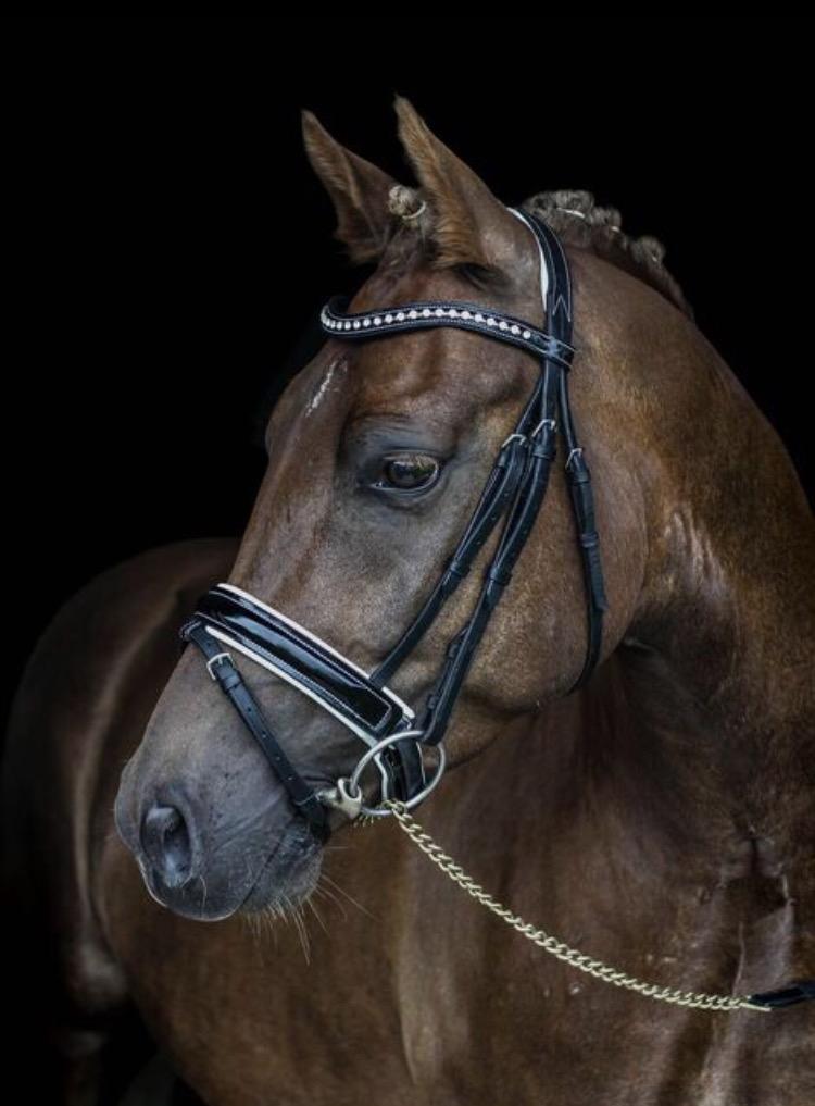 New Forest AH´s Golden Nemo billede 20