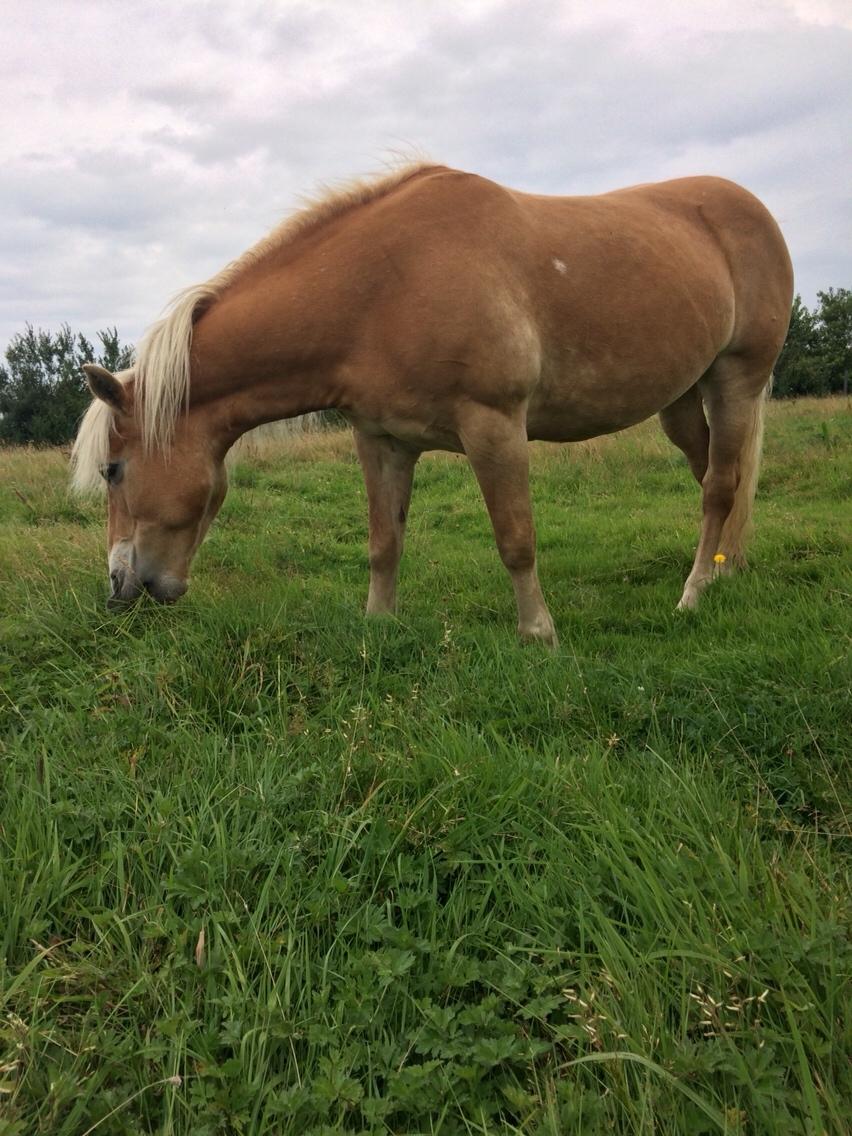 Haflinger Flicka billede 2