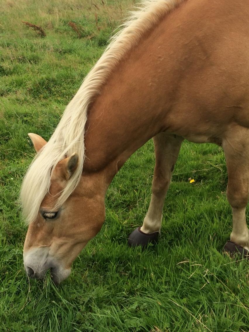Haflinger Flicka billede 1