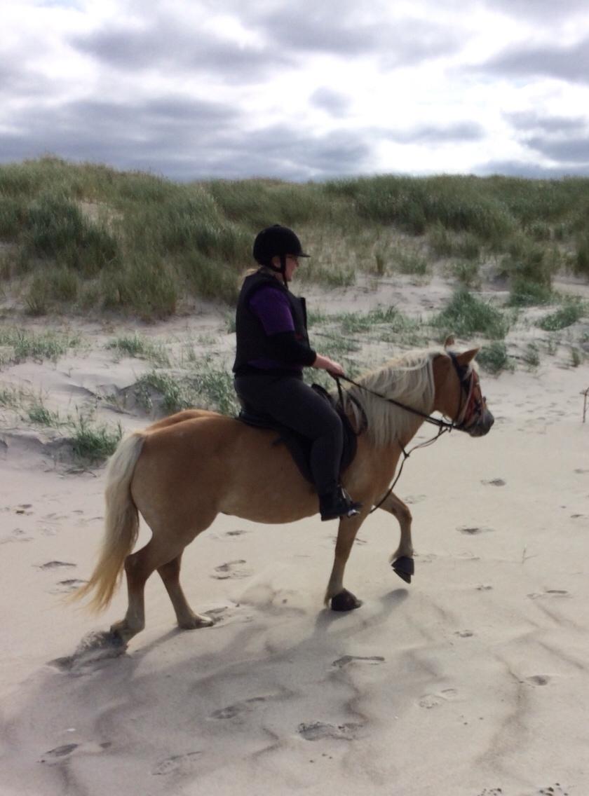 Haflinger Flicka billede 3