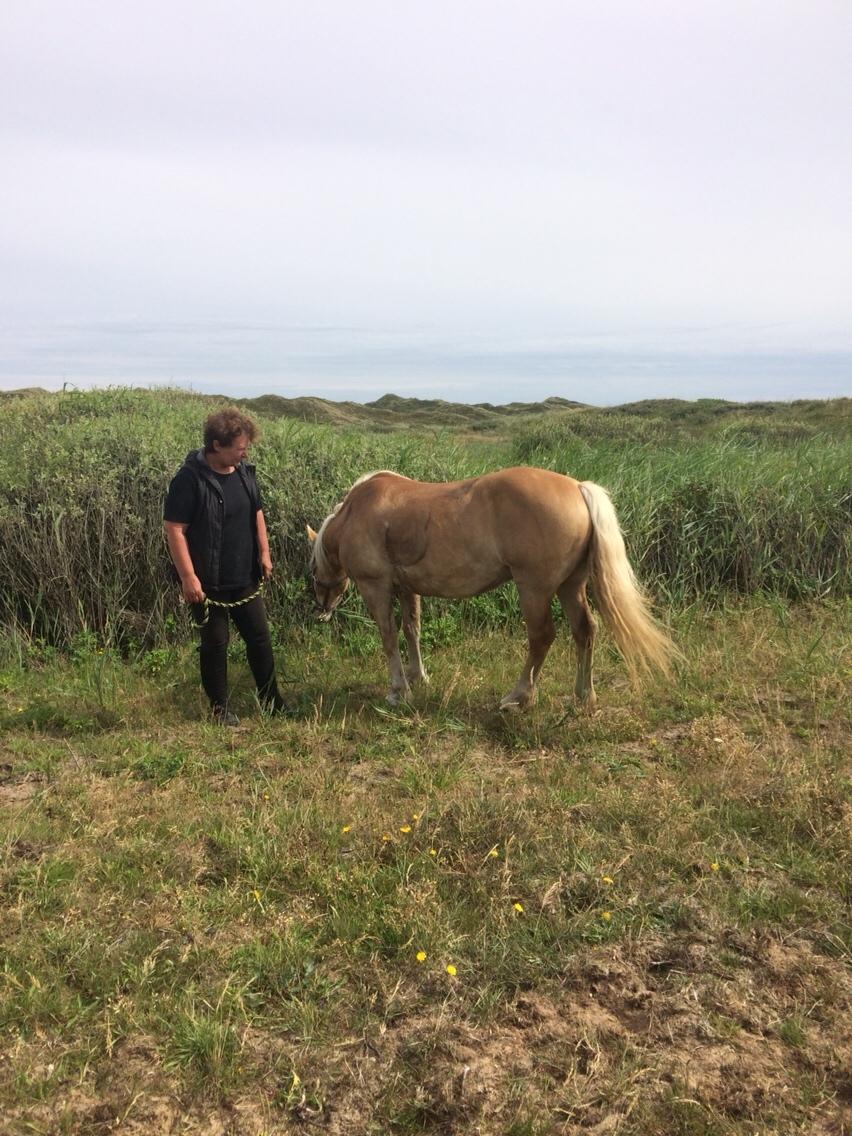 Haflinger Flicka billede 4
