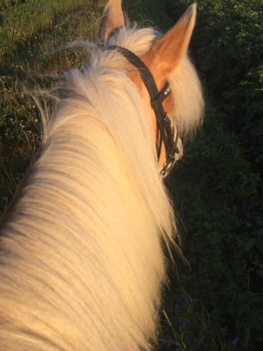 Haflinger Flicka billede 7