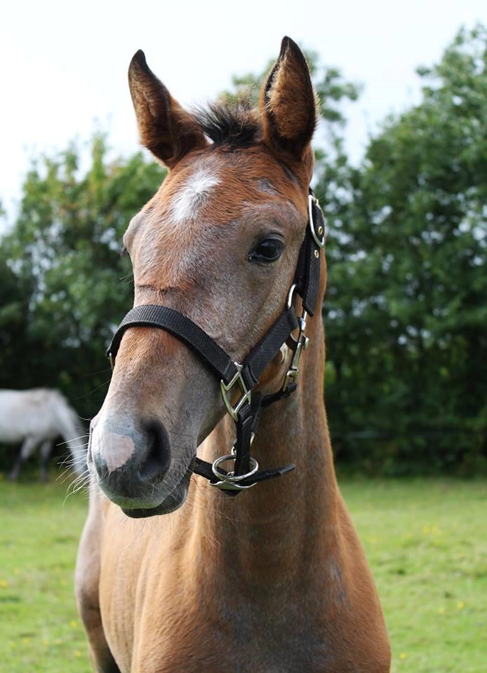Dansk Varmblod Rosengårdens Prima Donna - NYT: 2 ½ måned gammel :) billede 18