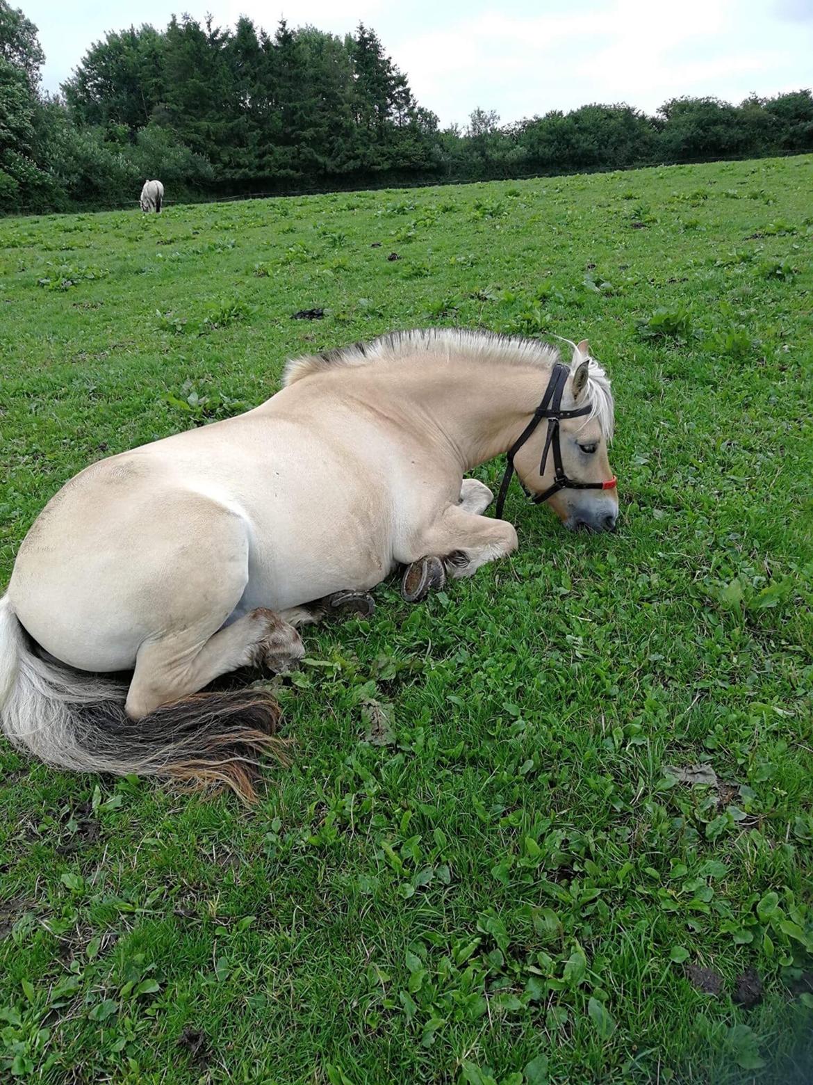 Fjordhest Grangårdens Cashmir - Det er hårdt at være kørehest, en velfortjent lur mens man spiser :D billede 6