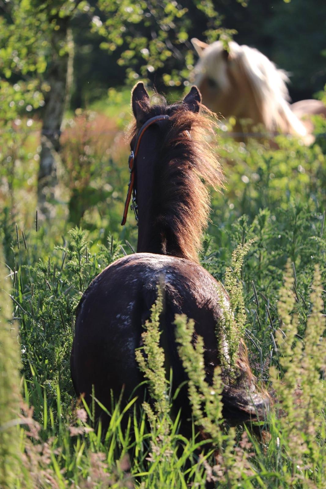 Anden særlig race Sisse knabstrupper-blanding billede 5