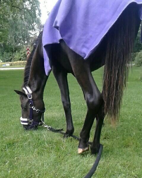 Anden særlig race Sisse knabstrupper-blanding billede 9