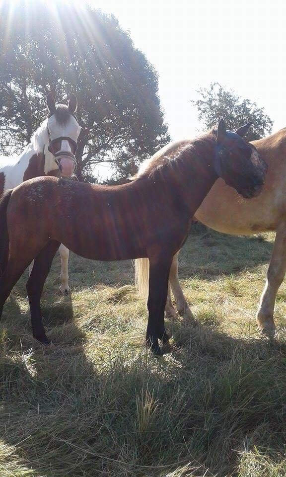 Anden særlig race Sisse knabstrupper-blanding billede 10