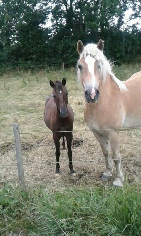 Anden særlig race Sisse knabstrupper-blanding billede 11
