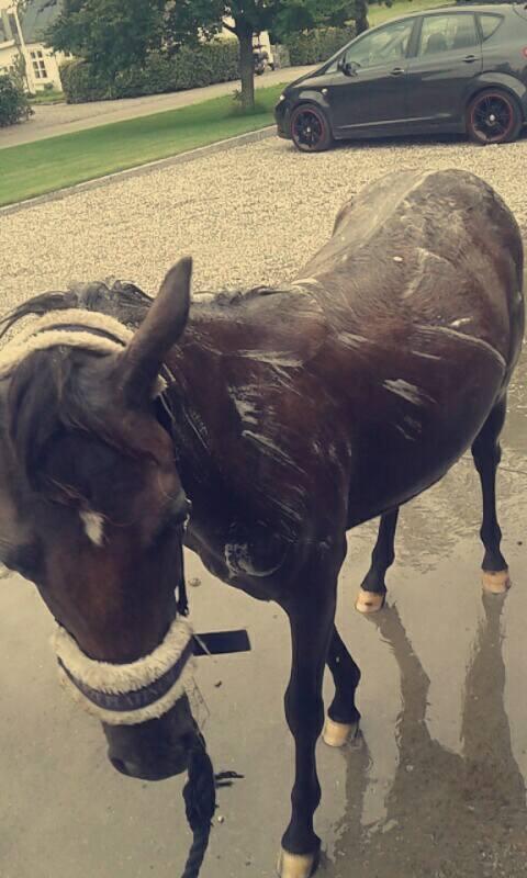 Anden særlig race Sisse knabstrupper-blanding billede 8