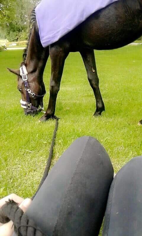 Anden særlig race Sisse knabstrupper-blanding billede 12