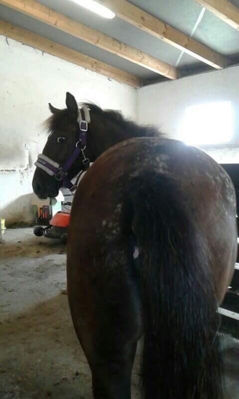 Anden særlig race Sisse knabstrupper-blanding billede 14