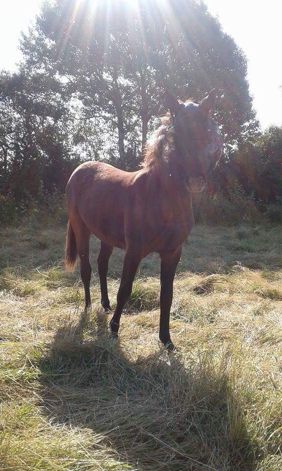 Anden særlig race Sisse knabstrupper-blanding billede 15